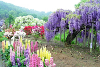 Кавати Фудзи. Сад цветов в Японии.