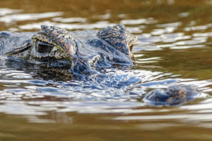 Крокодил в Волге