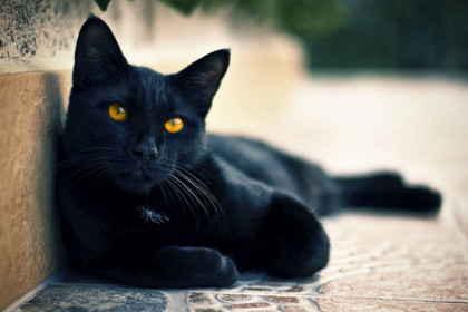 День чёрной кошки
