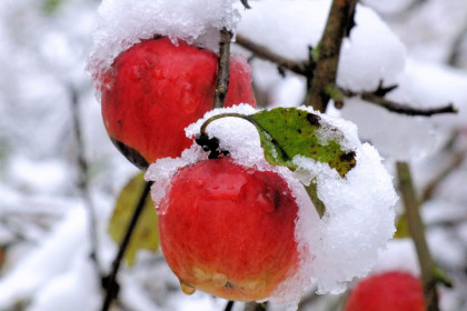 Яблоки зимой