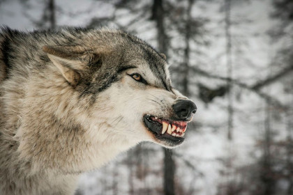 Страшный серый волк
