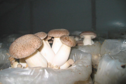 Эксклюзивный гриб