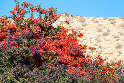Цветущая пустыня Негев